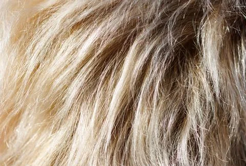 Close-up of soft, golden-brown fur texture Stock Photos