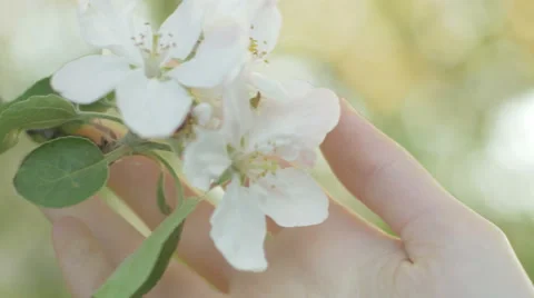 Close-up of soft hand gently touching white clean blossoms Stock Footage 66768872