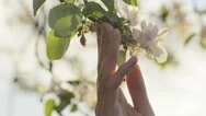 Close-Up Of Soft Hand Gently Touching White Clean Blossoms Stock Footage