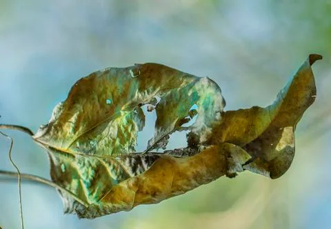 Close Up/soft leaf Stock Photos