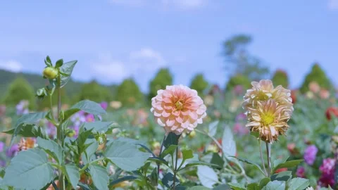Close-up of Soft Peach-Pink Dahlia Flowers under a Clear Blue Sky Stock Footage 341960841
