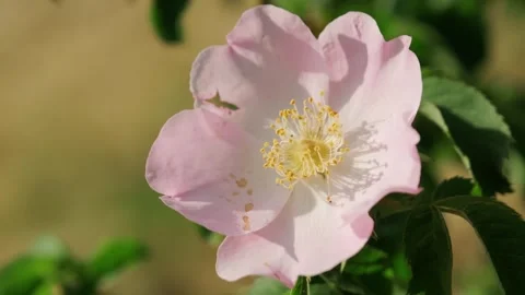 Close-up of a soft pink flower captured handheld Stock Footage 318550157
