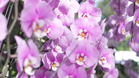 Close up of soft pink orchid flowers. Stock Footage 303368982