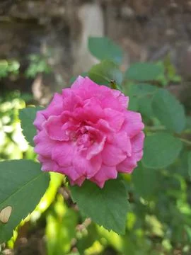 Close Up of Soft Pink Rose Bloom Surrounded by Green Leaves Stock Photos