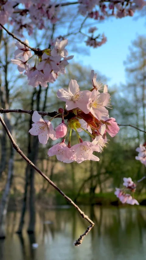 Close up of soft pink sakura flowers gently swaying on branches above quiet.. Stock Footage 332856156