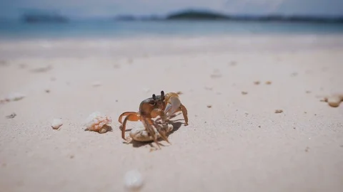 Close up of a soft-shell crab with claws standing on the beach of tropical Stock Footage 71155605