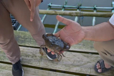 Close up Soft shell crab in hand and in box with old crab shell Stock Photos
