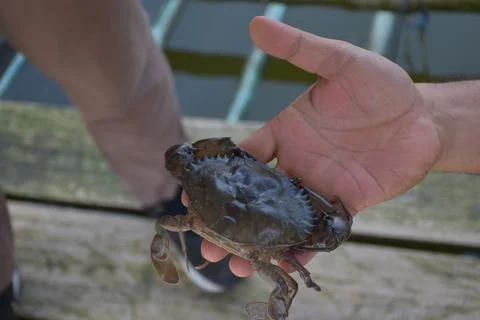 Close up Soft shell crab in hand and in box with old crab shell Stock Photos