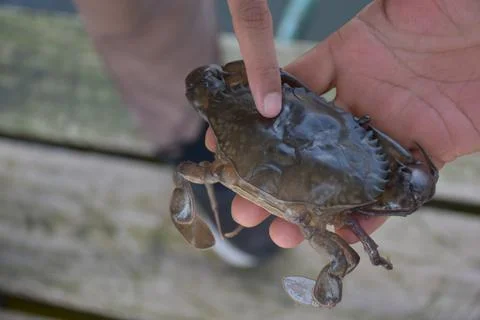 Close up Soft shell crab in hand and in box with old crab shell Stock Photos