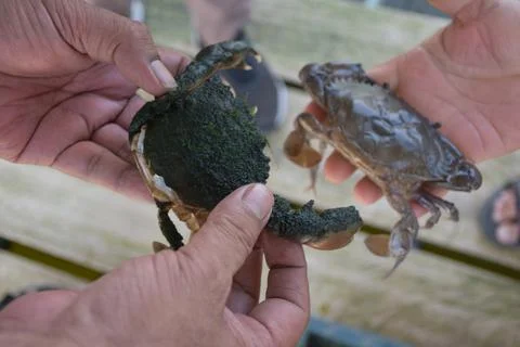 Close up Soft shell crab in hand and in box with old crab shell Stock Photos