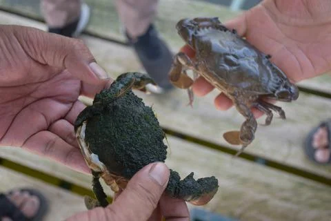 Close up Soft shell crab in hand and in box with old crab shell Stock Photos