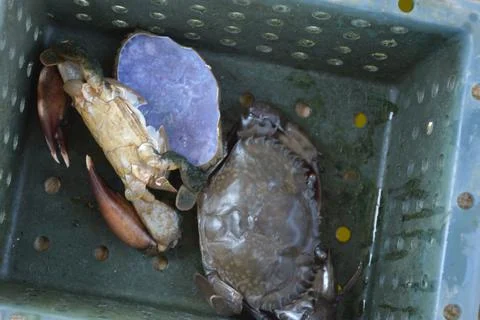 Close up Soft shell crab in hand and in box with old crab shell Stock Photos