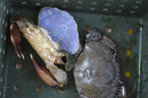 Close up Soft shell crab in hand and in box with old crab shell Stock Photos