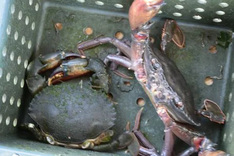 Close up Soft shell crab in hand and in box with old crab shell Stock Photos