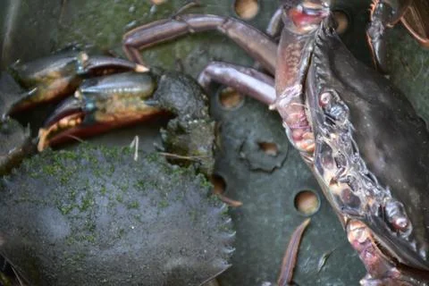Close up Soft shell crab in hand and in box with old crab shell Stock Photos