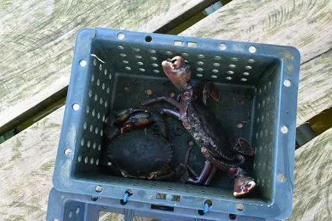 Close up Soft shell crab in hand and in box with old crab shell Stock Photos