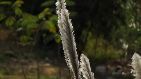 Close-Up of Soft Wild Grass Plume in Natural Light Stock Footage 329840918