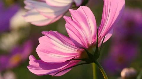 Close up of soft wind pink cosmos flower 库存影片 162573986
