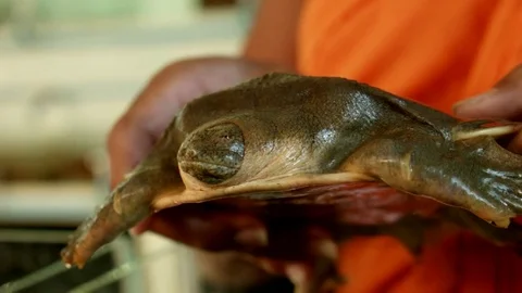 Close-Up of a Softshell Turtle in Cambodian Rescue Center Stock Footage 74192786