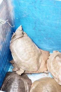 Close Up of Softshell Turtles Piled in Market Container Stock Photos