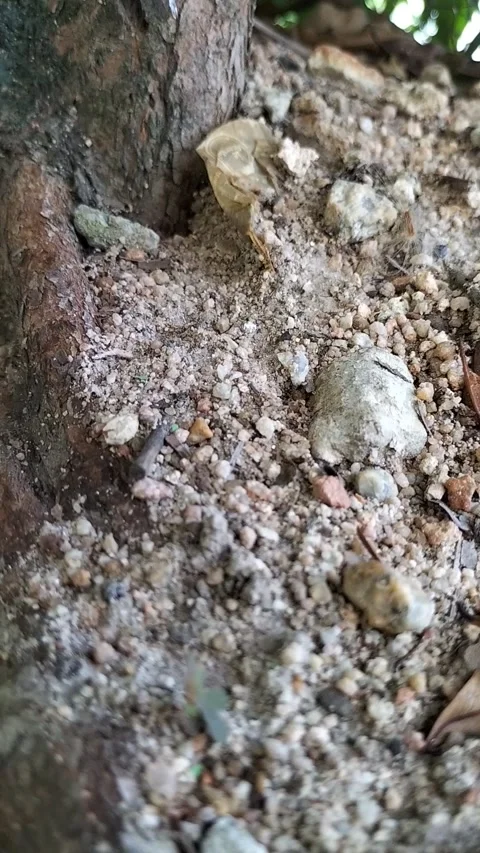 Close-Up of Soil and Tree Root Texture with Rocks and Pebbles Stock Footage 308390994