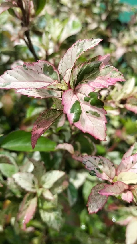 Close-Up of Soil and Tree Root Texture with Rocks and Pebbles Stock Footage 308474744