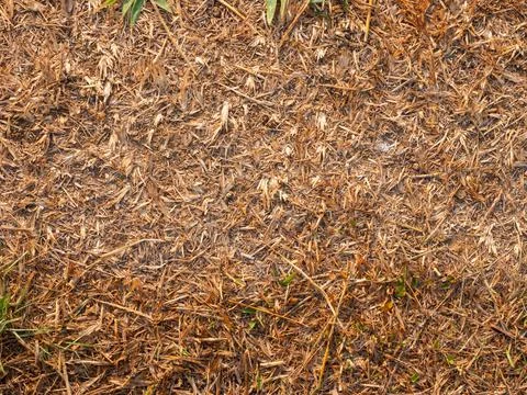 Close-up of Soil Background Stock Photos