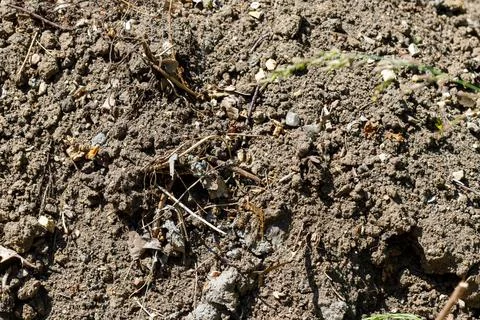 Close-up of Soil with Debris Stock Photos