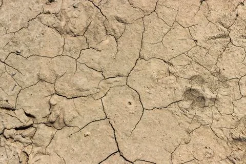 Close of soil drought cracked background Stock Photos