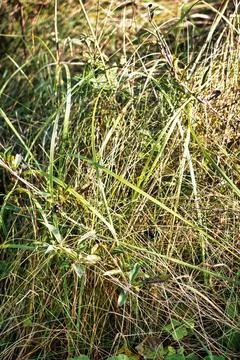 Close up off soil on grassy ground Stock Photos