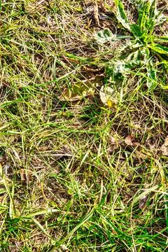 Close up off soil on grassy ground Stock Photos