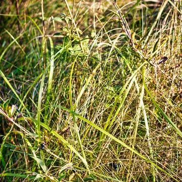 Close up off soil on grassy ground Stock Photos