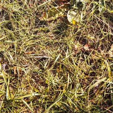 Close up soil on grassy ground Stock Photos