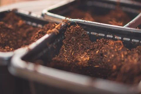 A close up of soil in small containers for planting sprouts while gardening Stock Photos