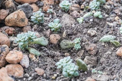 Close-up of soil with sparse plants, textured due to rocks and organic matter Stock Photos