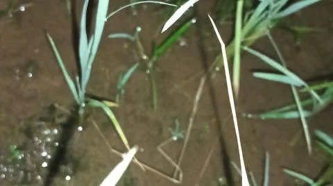 Close-up of soil texture and sprouting crop shoots in a field Stock Photos