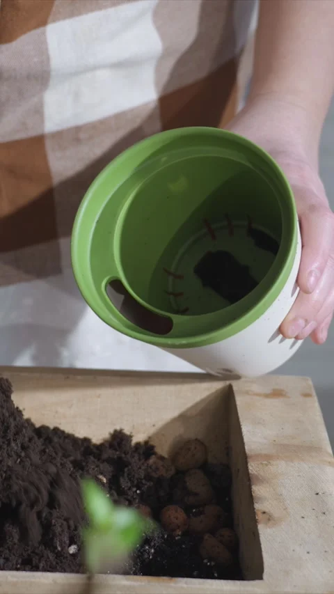 Close up Soil Transfer for Container Gardening showing planting transplanting Stock Footage 346790358