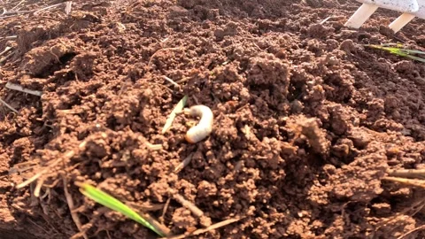 Close-up of soil with a white C-shaped grub larva Vídeo Stock 331146275