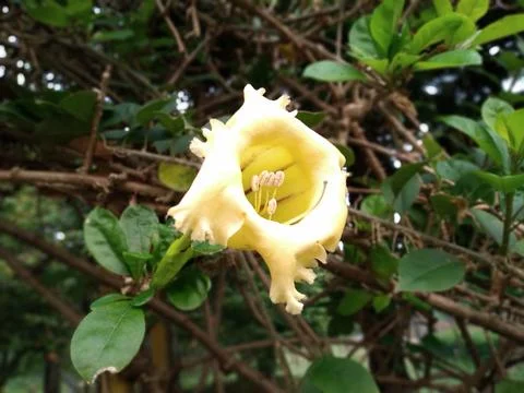 Close up of Solandra grandiflora flower blooming in the garden Foto stock