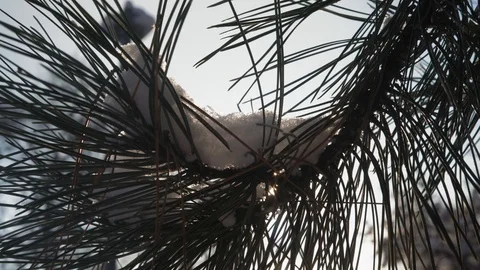 Close-up, Solar Glare Through the Snow-Covered Branch of Fir Stock Footage 101761690