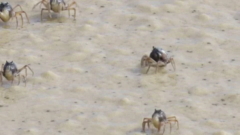 Close up of soldier crabs digging themselves in on beach Stock Footage 71385162