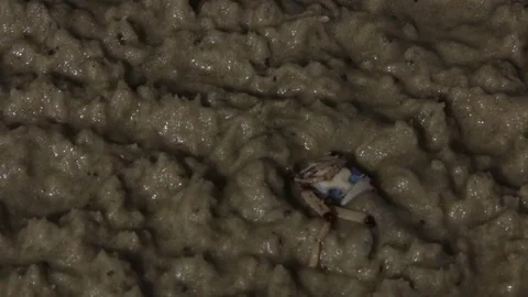 Close up of soldier crabs digging themselves in on beach Stock Footage 71385193