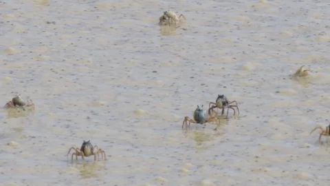 Close up of soldier crabs walking on beach Stock Footage 71384986