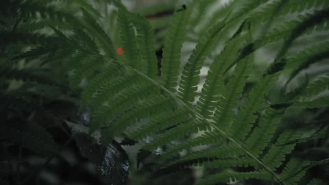 Close-up, a soldier sits in ambush in a dense forest Stock Footage 327455592
