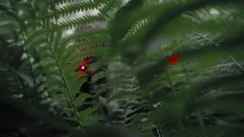 Close-up, a soldier sits in ambush in a dense deciduous forest Stock Footage 327455835