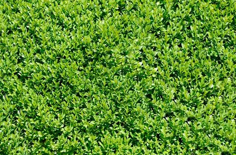 Close-up of a solid wall of green leaves in the open air Stock Photos