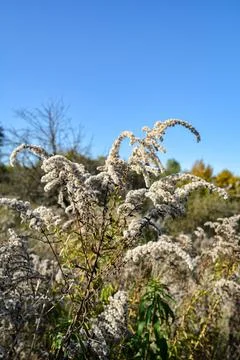 Close-up Of Solidago Canadensis . Stock Photos