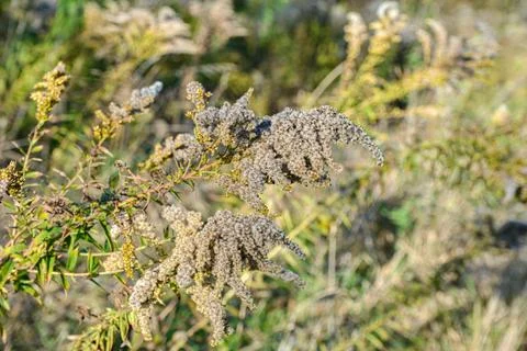 Close-up Of Solidago Canadensis . Stock Photos