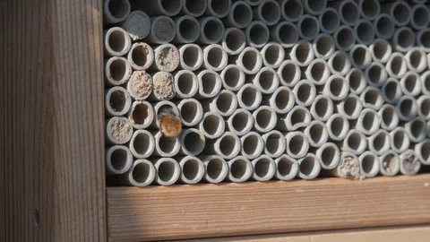 Close-Up of a Solitary Bee Flying to its Nest in a Wooden Insect Hotel Stock Footage 331811089