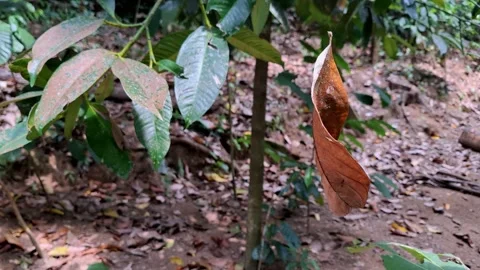 Close-up of a solitary dried leaf hanging Stock Footage 341680730